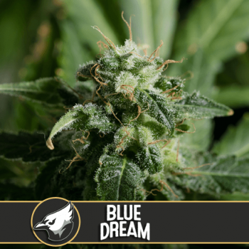 Blue Dream Feminised Seeds Blue Dream Feminised Seeds