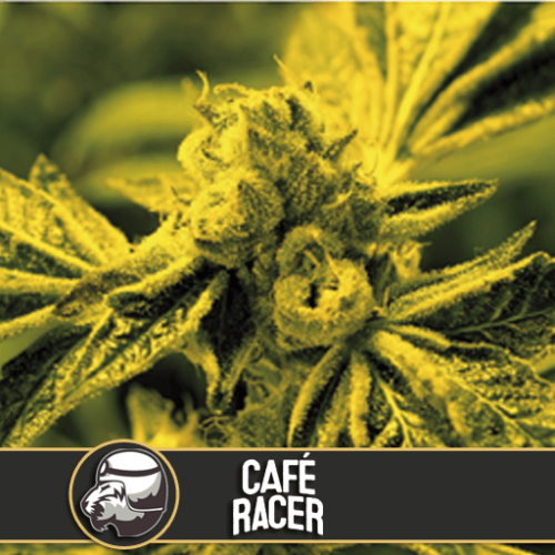 Café Racer Feminised Seeds