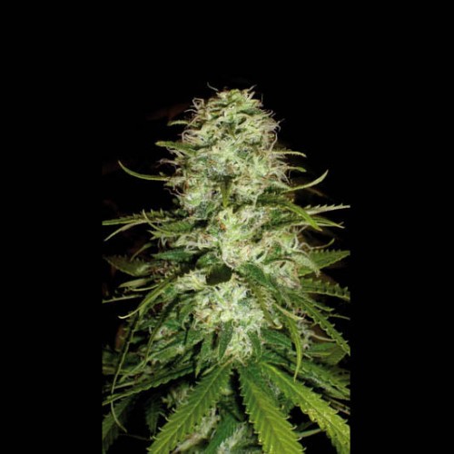 Critical Plus Feminised Seeds Critical Plus Feminised Seeds