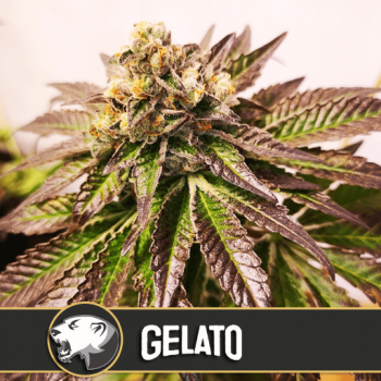 Gelato Feminised Seeds Gelato Feminised Seeds