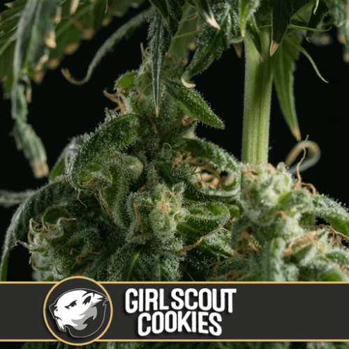 Girl Scout Cookies Feminised Seeds