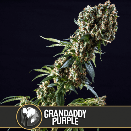 Grandaddy Purple Feminised Seeds Grandaddy Purple Feminised Seeds