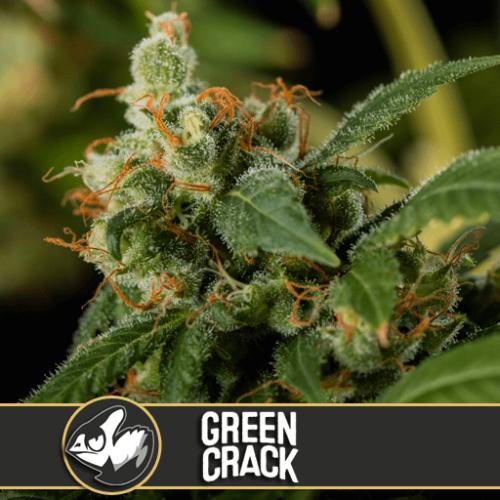 Green Crack Feminised Seeds Green Crack Feminised Seeds