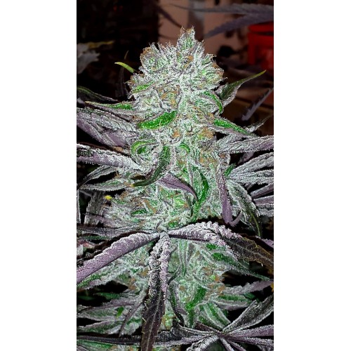 Best Friend Regular Seeds