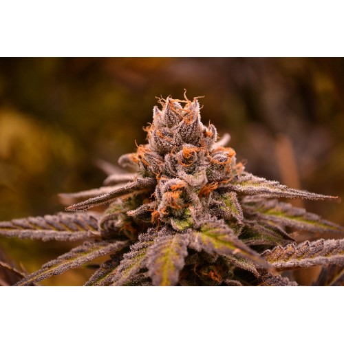 Hubba Bubba Regular Seeds