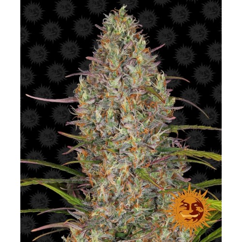 Glue Gelato Auto Feminised Seeds Glue Gelato Auto Feminised Seeds
