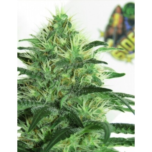 Sideral Feminised Seeds Sideral Feminised Seeds