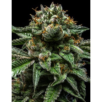 Chempie Feminised Seeds Chempie Feminised Seeds