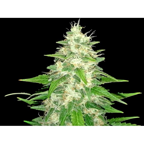 Gorilla Glue Feminised Seeds