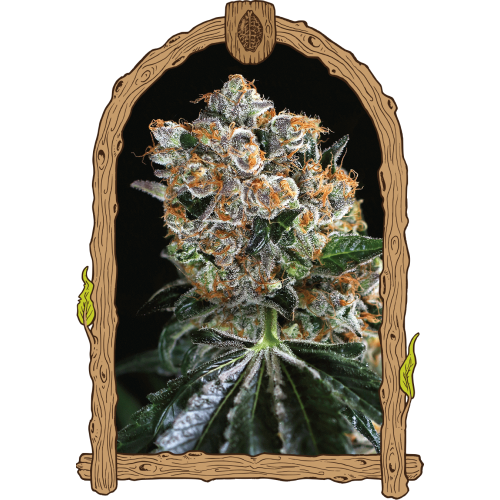 Malasaña Cookies Feminised Seeds Malasaña Cookies Feminised Seeds