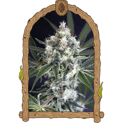 Medxotic Pure CBD Feminised Seeds Medxotic Pure CBD Feminised Seeds