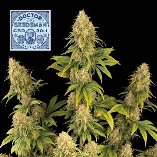 Doctor Seedsman CBD 30:1 Feminised Seeds