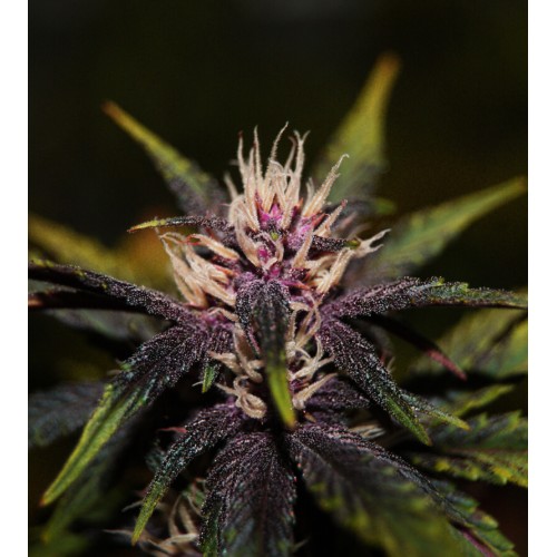 Purplediol CBD Auto Feminised Seeds
