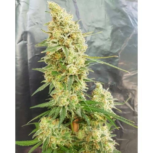 Gorilla Banana Feminised Seeds Gorilla Banana Feminised Seeds