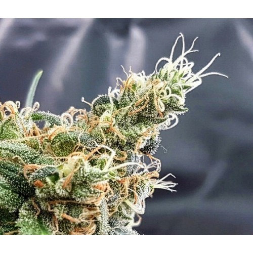 Blueberry Glue (formerly Glueberry) Feminised Seeds Blueberry Glue (formerly Glueberry) Feminised Seeds