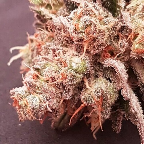 Sherbet Feminised Seeds