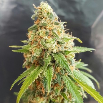 Kosher Kush Feminised Seeds Kosher Kush Feminised Seeds
