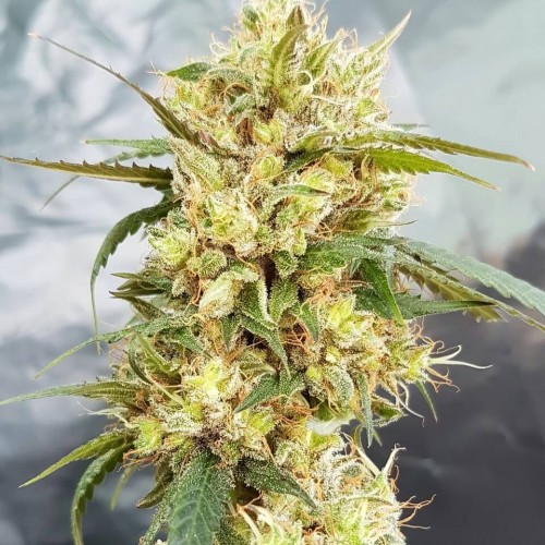 Sour Tangie Feminised Seeds Sour Tangie Feminised Seeds