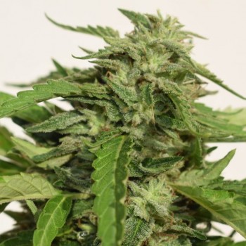 Cheese Exodus Feminised Seeds Cheese Exodus Feminised Seeds
