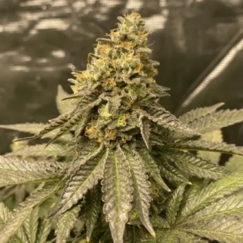Girl Scout Cookies Auto Feminised Seeds Girl Scout Cookies Auto Feminised Seeds