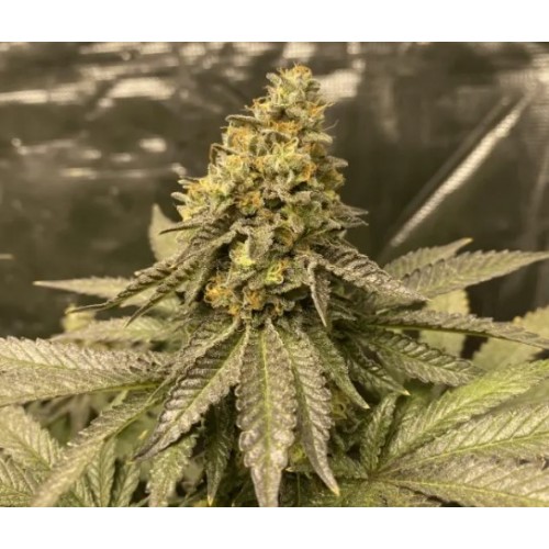 Girl Scout Cookies Auto Feminised Seeds