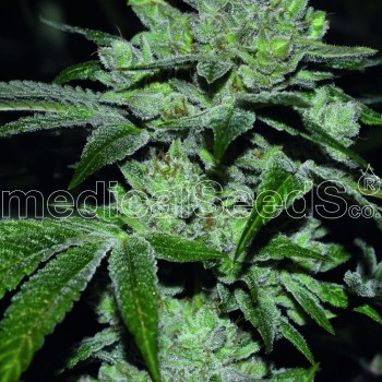 Sour Glue Feminised Seeds