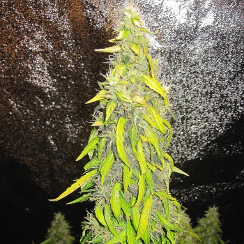 Rock Machine Auto Feminised Seeds Rock Machine Auto Feminised Seeds