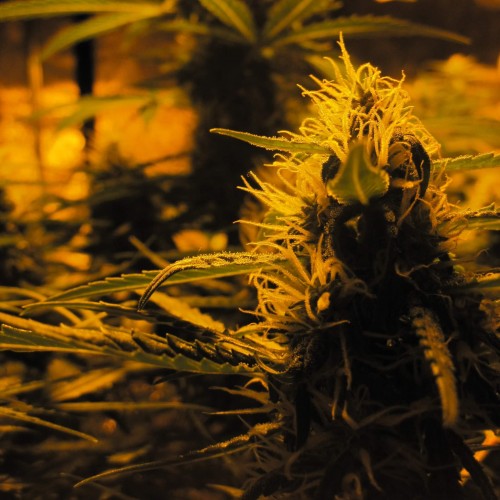 Lowryder #2 Auto Feminised Seeds