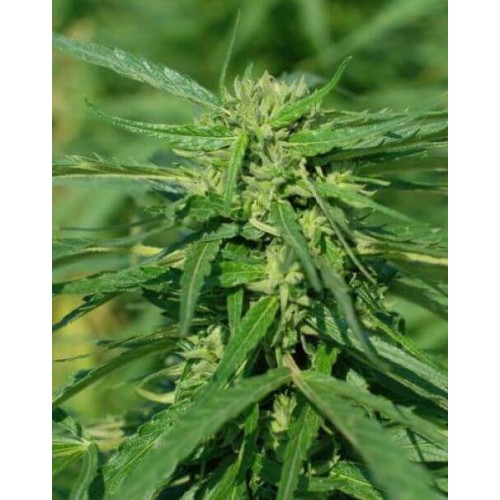 Terra Italia CBD Feminised Seeds