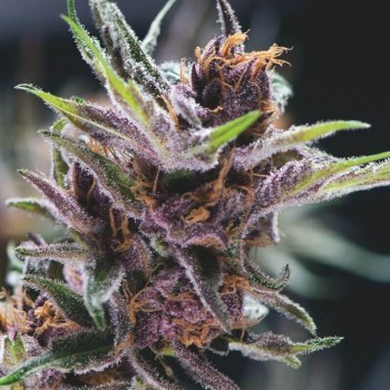 Black Cherry Punch Feminised Seeds Black Cherry Punch Feminised Seeds