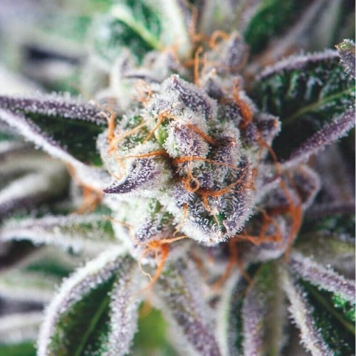 Do Si Dos Feminised Seeds Do Si Dos Feminised Seeds