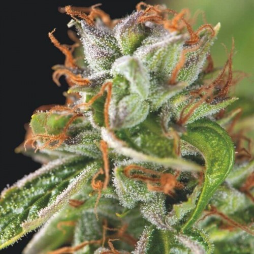 Double OG Haze Feminised Seeds Double OG Haze Feminised Seeds