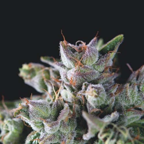 Gorilla Feminised Seeds