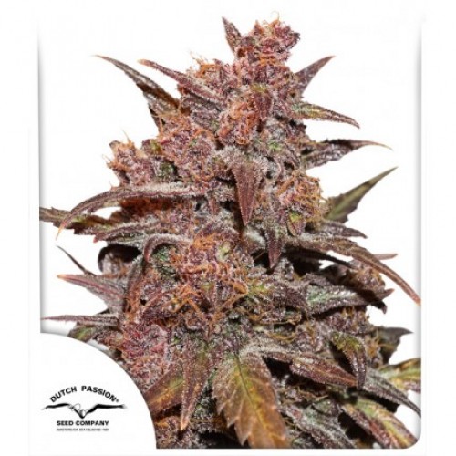 Blackberry Kush CBD Auto Feminised Seeds