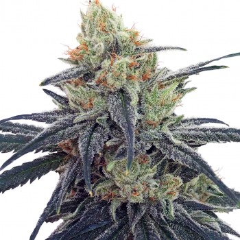 CBD #1 Feminised Seeds