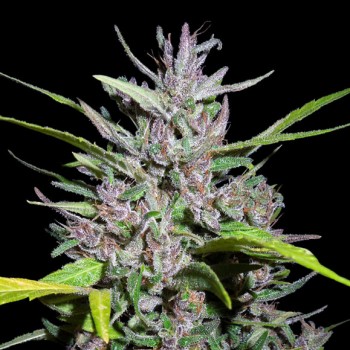 Honduras x Panama Feminised Seeds