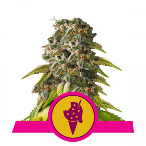 Cookies Gelato Feminised Seeds Cookies Gelato Feminised Seeds