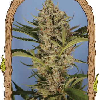 Herz OG Auto Feminised Seeds Herz OG Auto Feminised Seeds