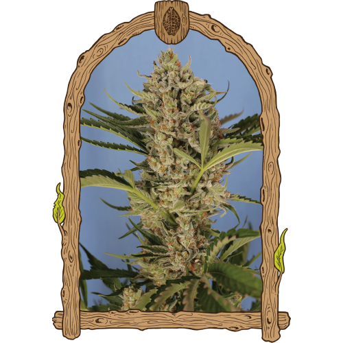 Herz OG Auto Feminised Seeds Herz OG Auto Feminised Seeds