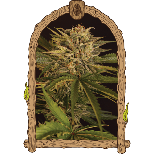 Dr. Greenman Pure CBD Feminised Seeds Dr. Greenman Pure CBD Feminised Seeds