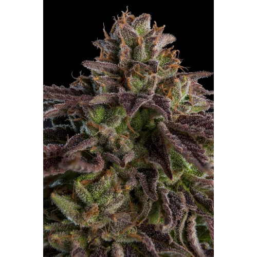 KmintZ Feminised Seeds
