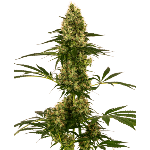 Blue Bullet Auto Feminised Seeds