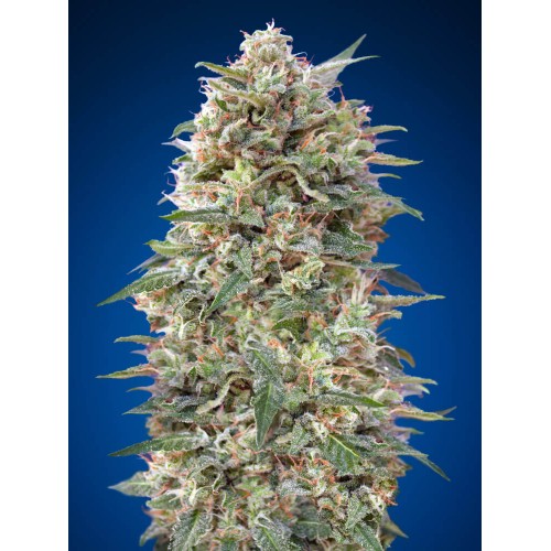 California Kush Feminised Seeds California Kush Feminised Seeds