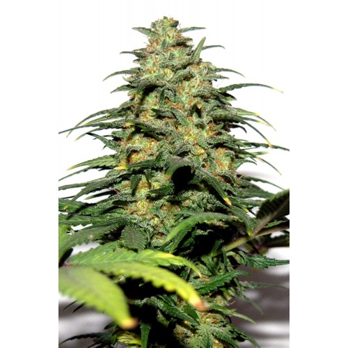 Big Bud Feminised Seeds Big Bud Feminised Seeds