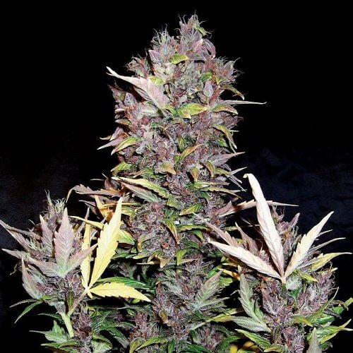 Purple Ryder Auto Feminised Seeds Purple Ryder Auto Feminised Seeds