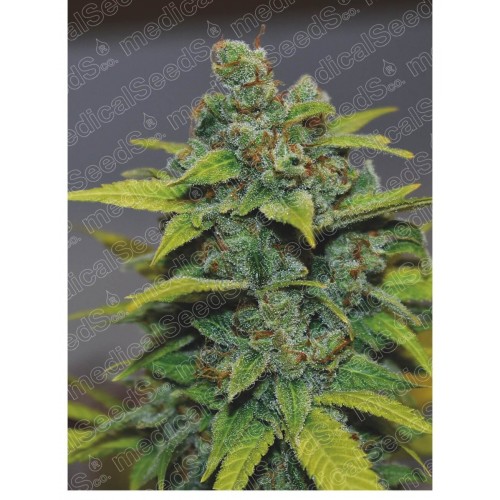 Banana Zkittlez Feminised Seeds Banana Zkittlez Feminised Seeds