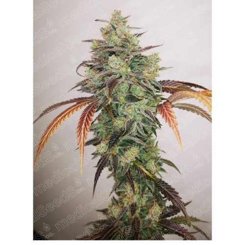 Y Griega CBD 2.0 Feminised Seeds