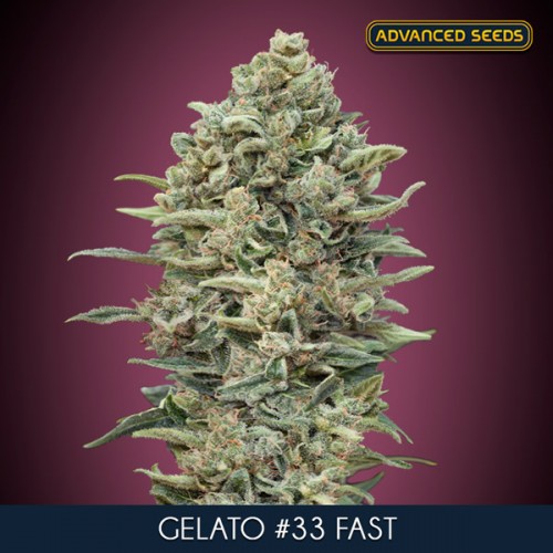 Gelato #33 Fast Feminised Seeds Gelato #33 Fast Feminised Seeds