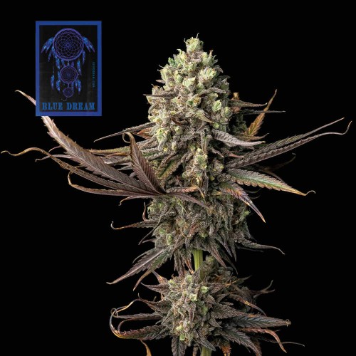 Blue Dream Feminised Seeds Blue Dream Feminised Seeds