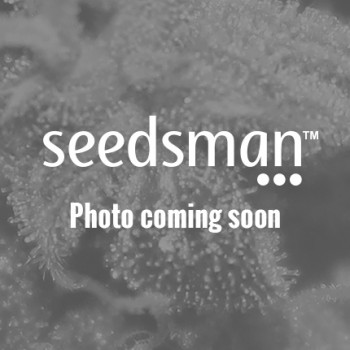 Sedativa CBDV:CBD Auto Feminised Seeds Sedativa CBDV:CBD Auto Feminised Seeds
